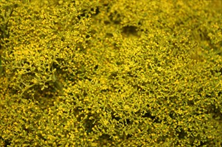 入荷したての新鮮な生花・切花をどこよりも安く販売 / キホクション情報1