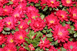 入荷したての新鮮な生花 切花をどこよりも安く販売 キホクション情報2
