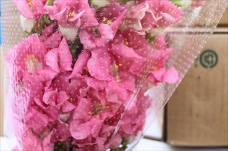 入荷したての新鮮な生花 切花をどこよりも安く販売 キホクション情報1